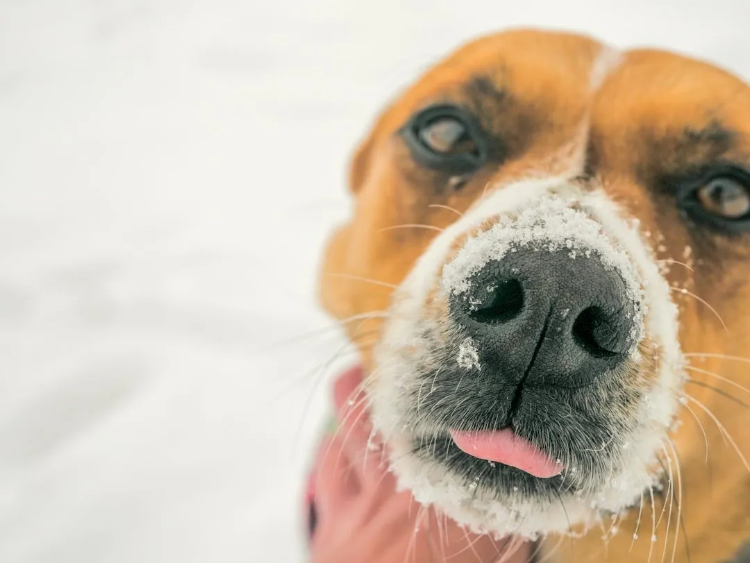 Photo Runny nose