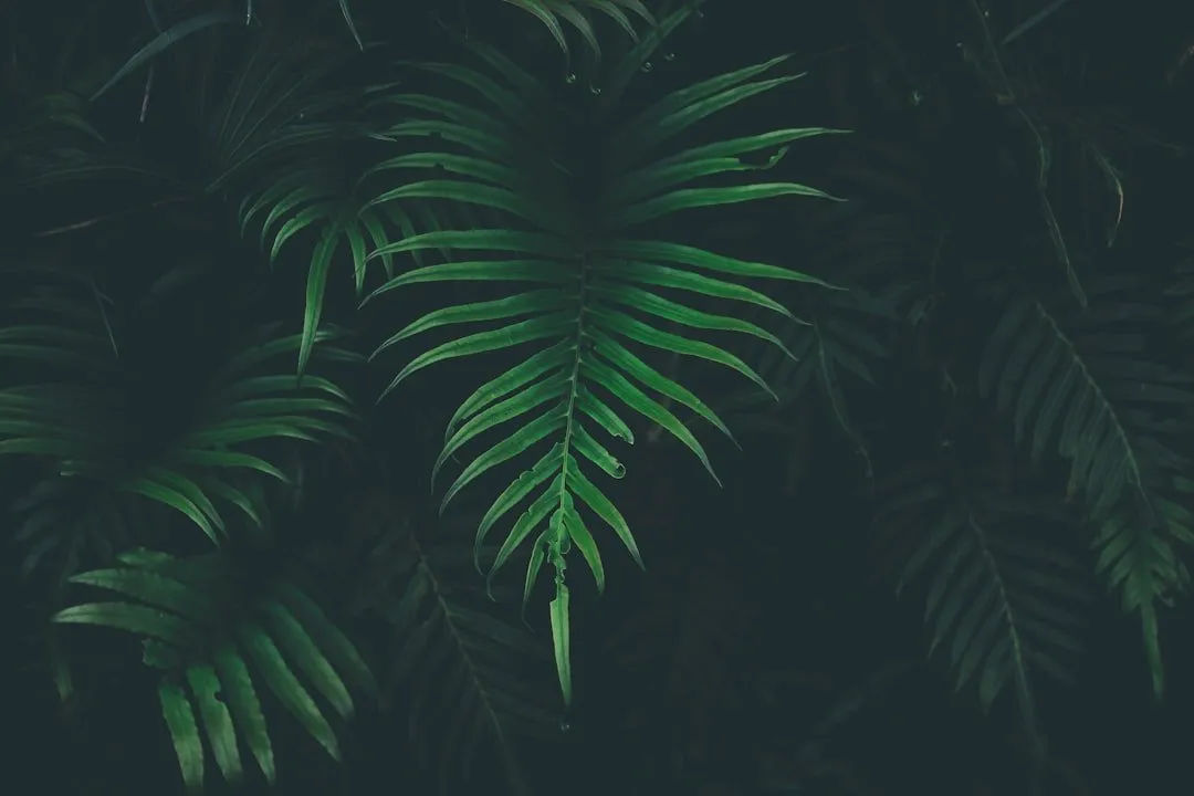 Photo Plant-based protein shake