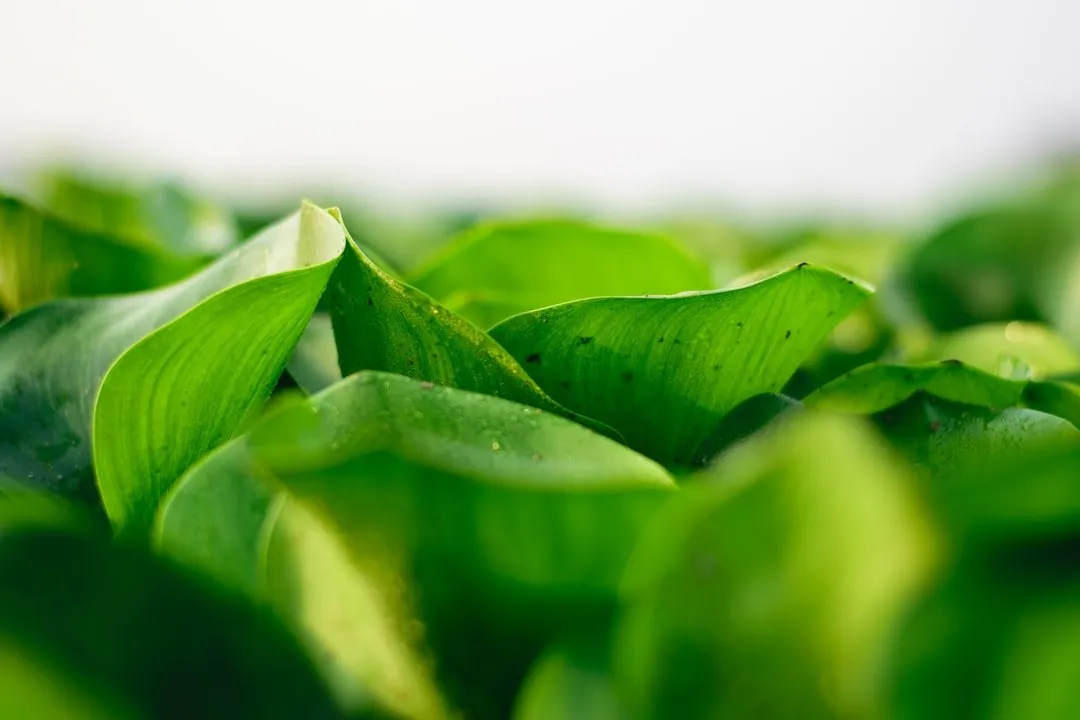 Photo green tea benefits