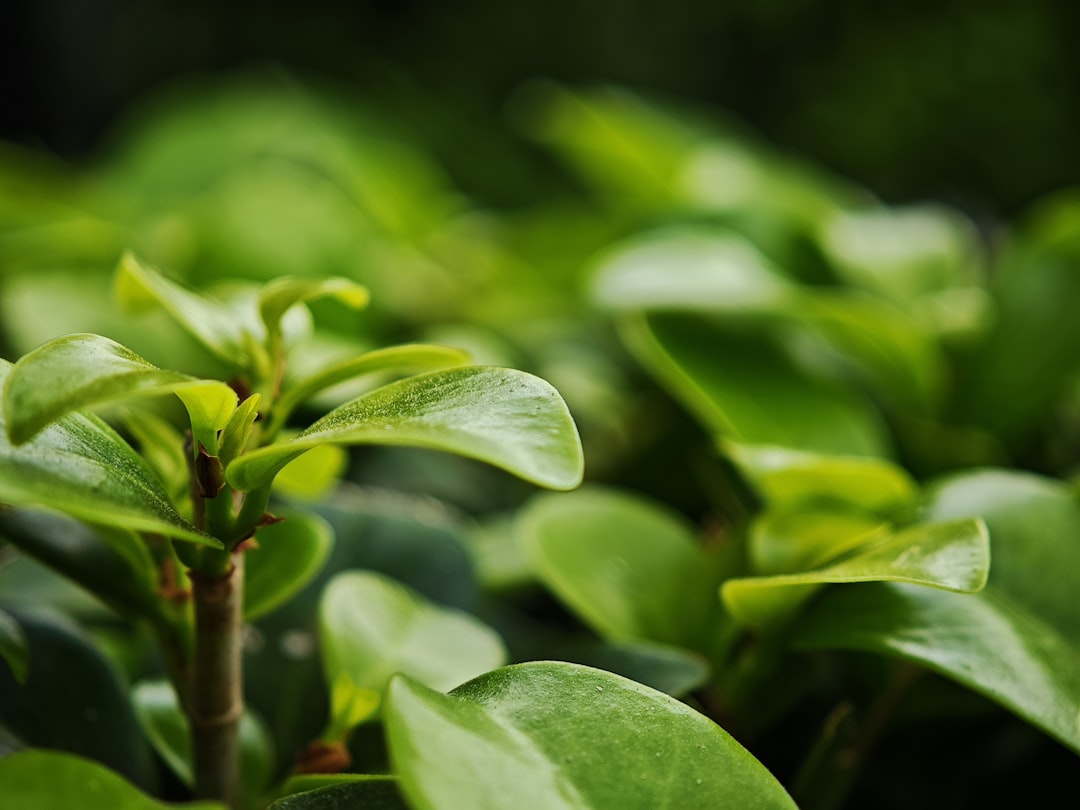 Photo green tea benefits