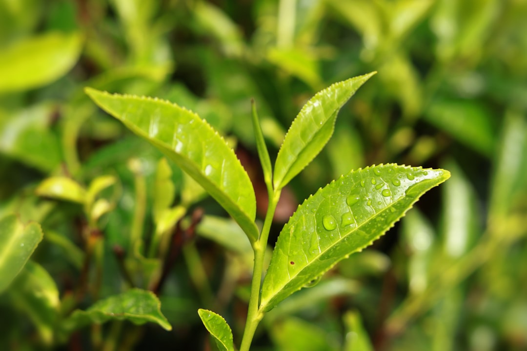 Photo green tea benefits
